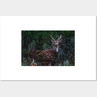 Axis Deer - Chital - Spotted Deer Posters and Art